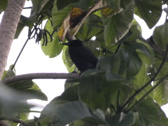 Corvus jamaicensis