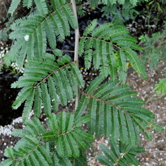 Mimosa bimucronata