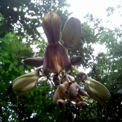 Mucuna urens