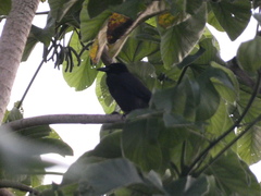 Corvus jamaicensis