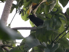 Corvus jamaicensis