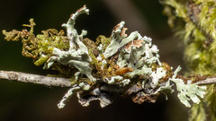 Hypogymnia hultenii