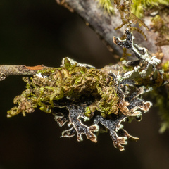 Hypogymnia hultenii