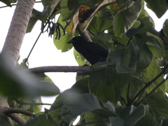 Corvus jamaicensis