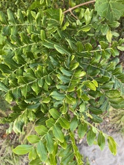 Zanthoxylum clava-herculis