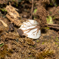 Peltigera venosa