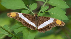 Adelpha fessonia
