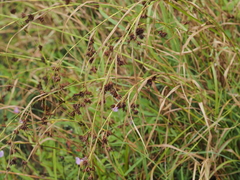 Rhynchospora glomerata