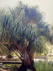 Sabal palmetto