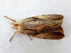 Ecnomodes sagittaria