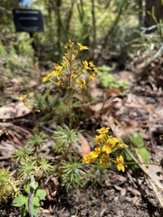 Stylidium dichotomum