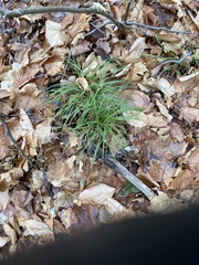 Carex pedunculata