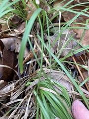 Carex pedunculata