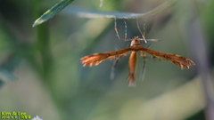 Stenodacma pyrrhodes