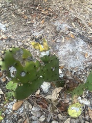 Opuntia austrina