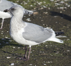 Larus glaucoides thayeri