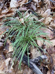 Carex pedunculata