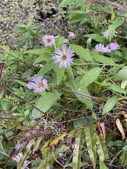 Ampelaster carolinianus