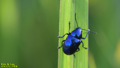 Chrysochus chinensis