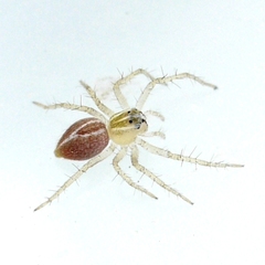 Oxyopes salticus