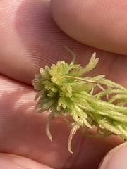 Sphagnum angustifolium