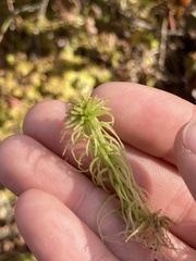 Sphagnum angustifolium