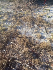 Polygonella polygama