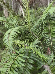 Acrostichum danaeifolium