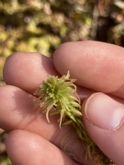 Sphagnum angustifolium