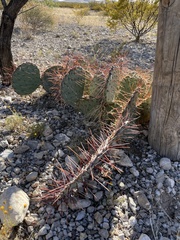 Opuntia tortispina