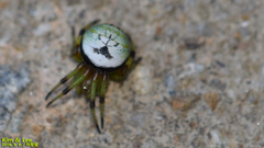 Bijoaraneus komachi