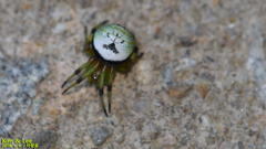 Bijoaraneus komachi