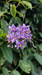 Solanum crispum