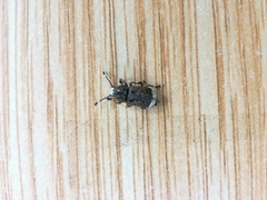 Platystomos albinus