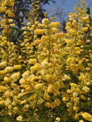 Senegalia bonariensis