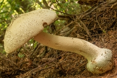 Amanita pelioma