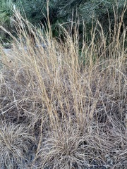Schizachyrium
