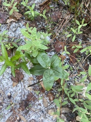 Quercus pumila