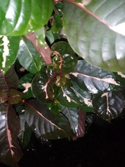 Graptophyllum