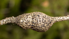 Protobalandricus spectabilis