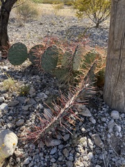 Opuntia tortispina