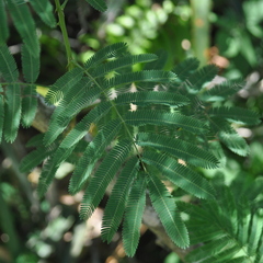 Senegalia bonariensis