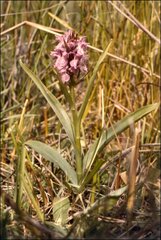 Dactylorhiza praetermissa