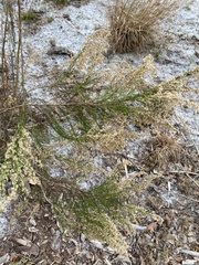 Eupatorium capillifolium