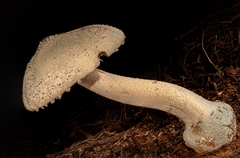 Amanita pelioma