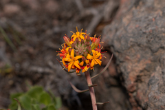 Quinchamalium chilense