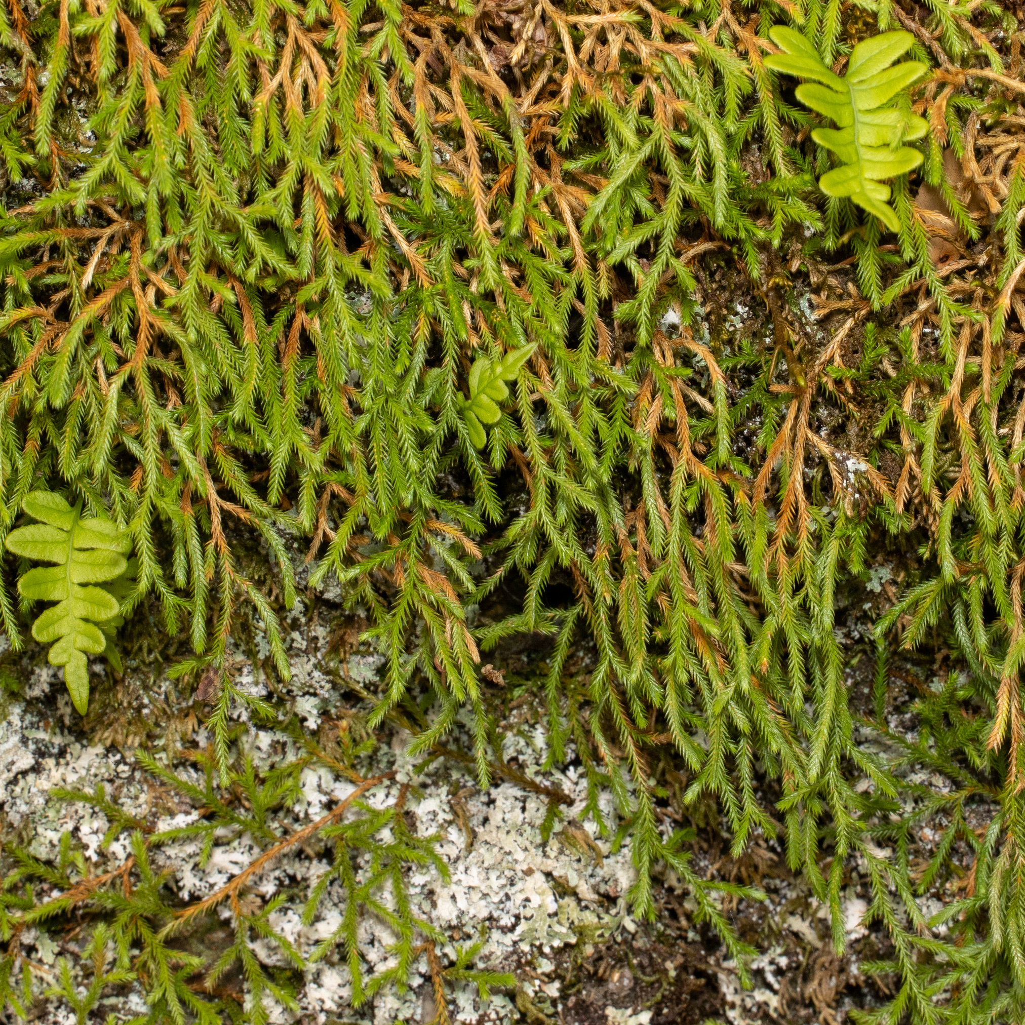 Selaginella oregana