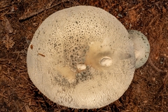 Amanita pelioma
