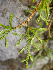 Selaginella oregana