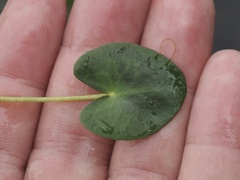 Nymphoides cordata